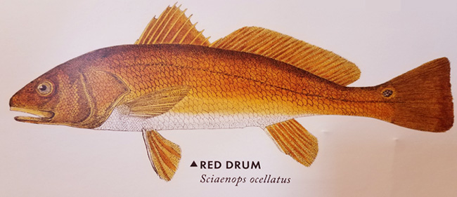 red drum-Jewell